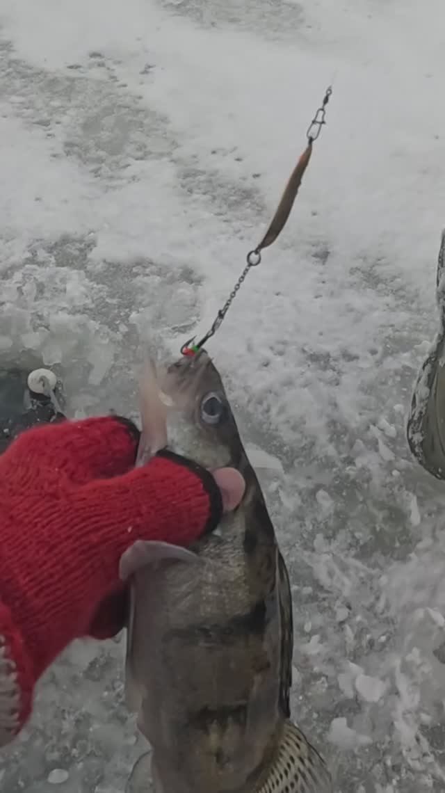 Поклевка берша!