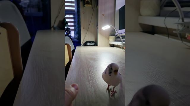 1000142915.webm