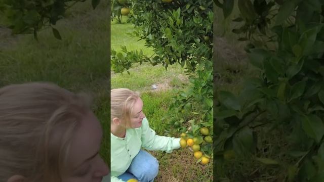 Капалини Эльвель в восторге от мандаринов на озере Тоба