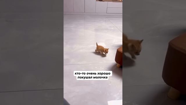 котик поел молочка