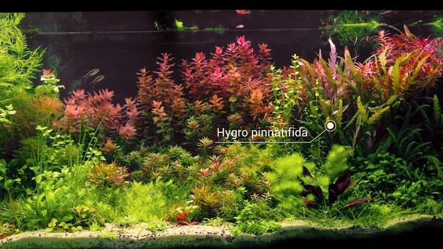 This FRESHWATER Scape is as COLORFUL as a REEF Tank