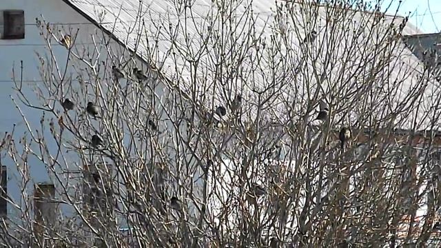 стадо осы воробьи
