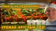 Томаты на подоконнике. Урожай круглый год!