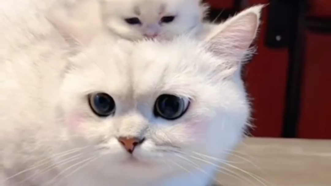котики