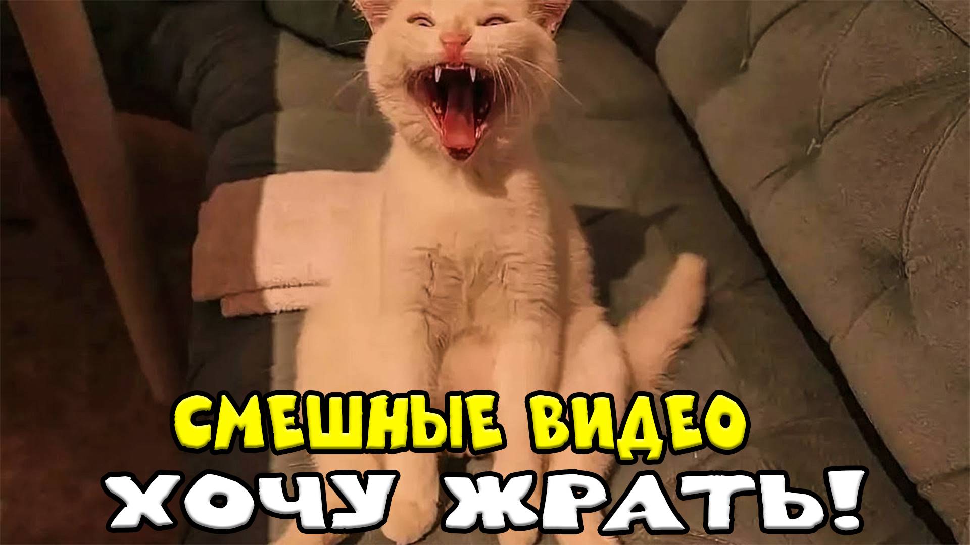 ПРИКОЛЫ С КОТАМИ! ⎛⎝ ≽ ﹥ ⩊ ﹤ ≼ ⎠⎞ С ОЗВУЧКОЙ! Самые смешные животные! ТЕСТ НА ПСИХИКУ! ДО СЛЕЗ!