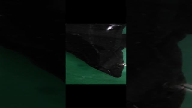 Осётр из магазина пока плавает.