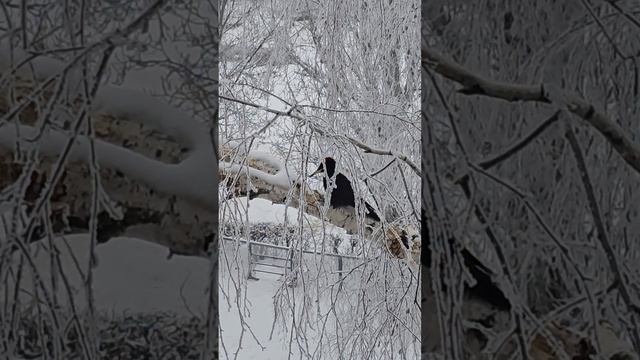 Дятел