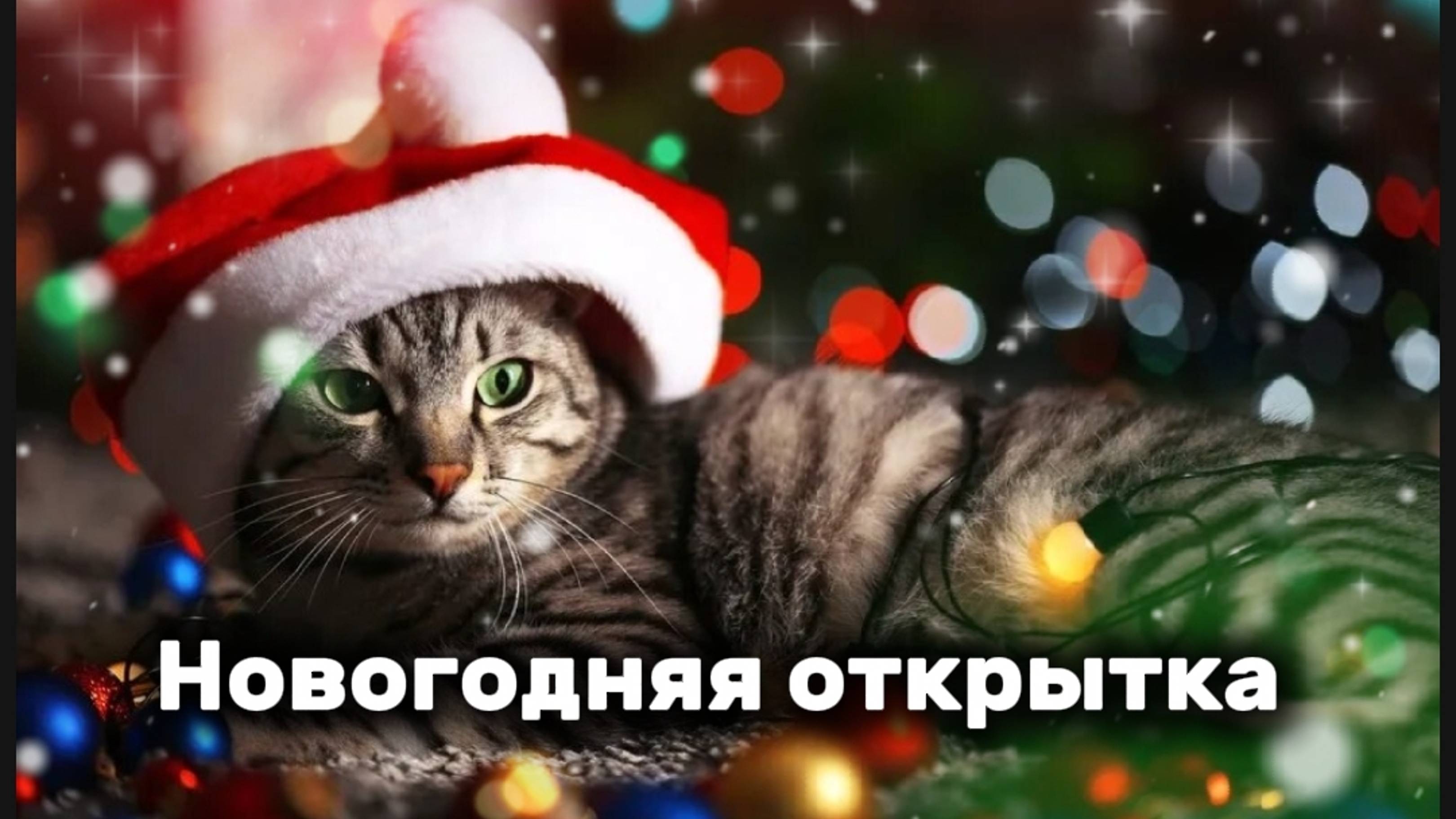 Новогоднее поздравление от кота❄️🐱