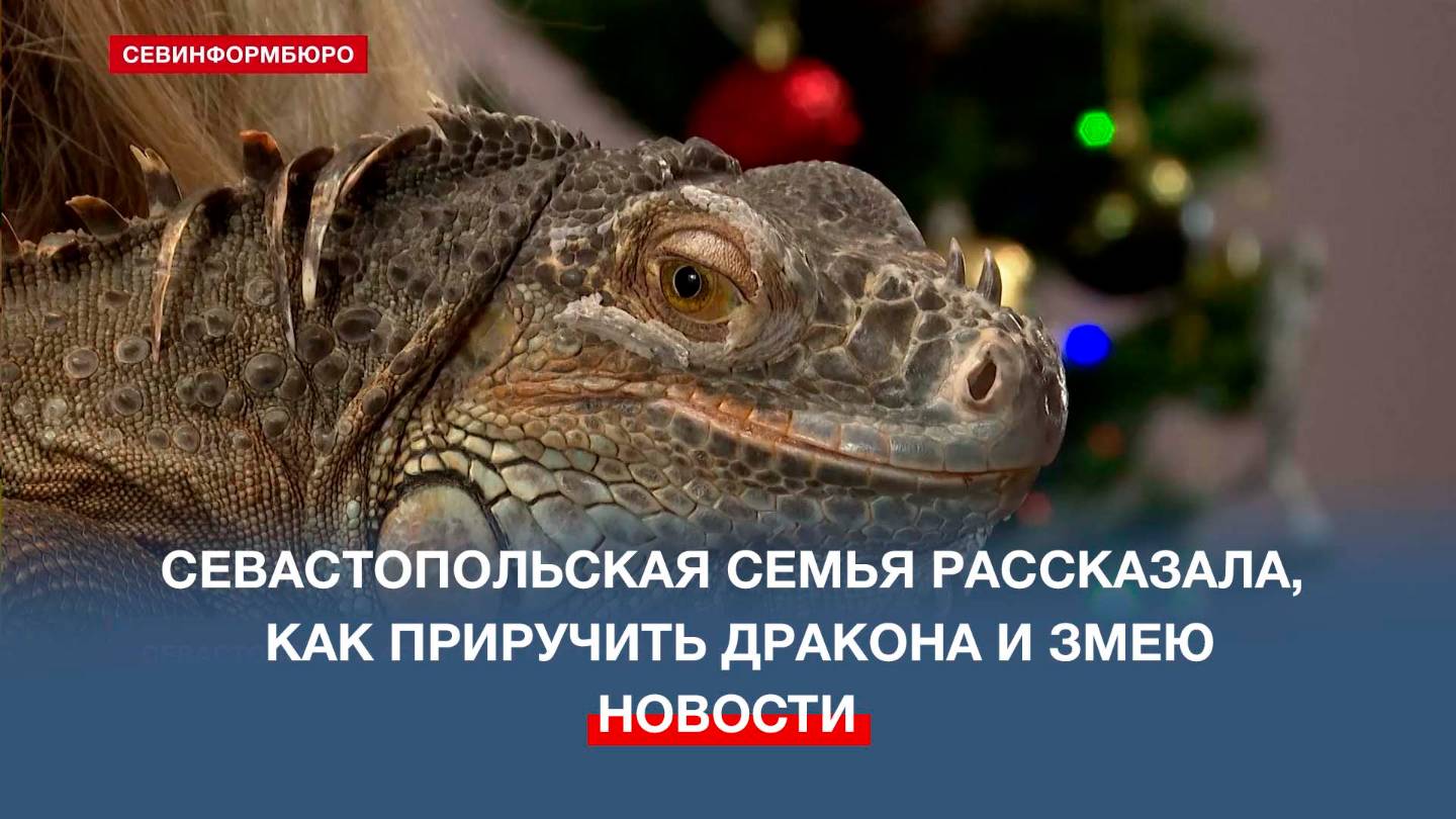 В гостях у талисманов: провожаем старый год и встречаем новый с игуаной и змеёй