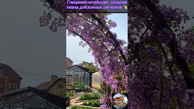 Глициния китайская (Wisteria sinensis) - это декоративное растение, которое известно своими красивым
