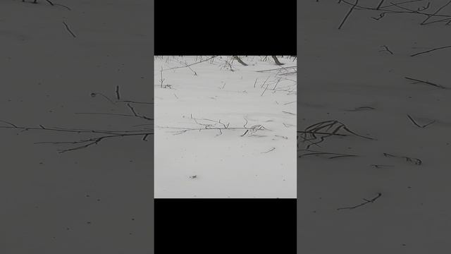 Зима. Новый год. Лес