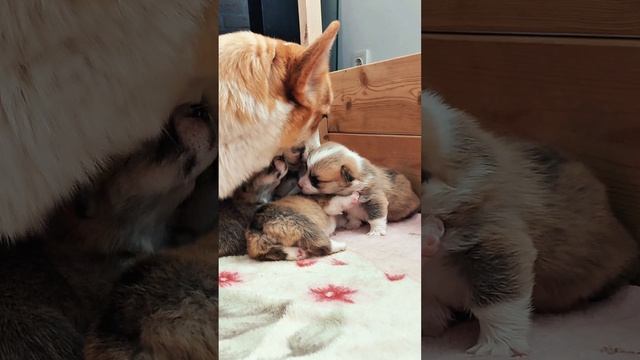 Любимая мамочка щенков корги🥰