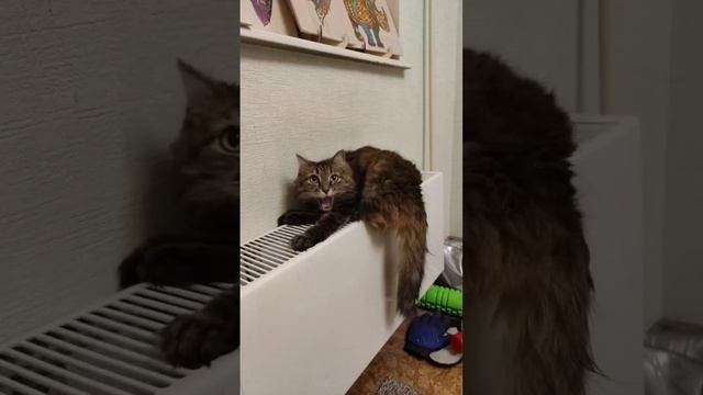 Кошкин год