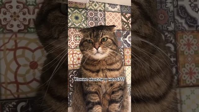 Мы в ВК https://vk.com/life_of_cats