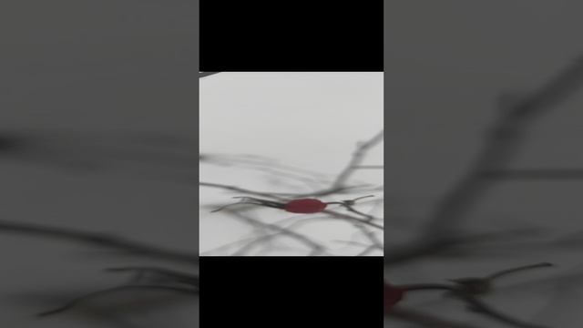 шиповник.mp4