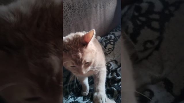 scene_output.mp4
