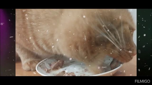 кот и куриная печенка