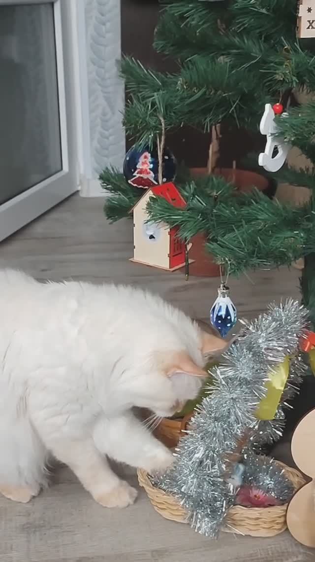 Кот Стёпа достаёт свои подарки под ёлочкой