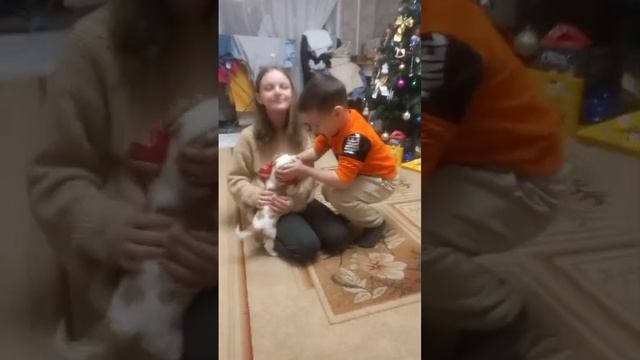 Соя реакция на собаку