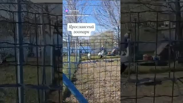 В Ярославском зоопарке.