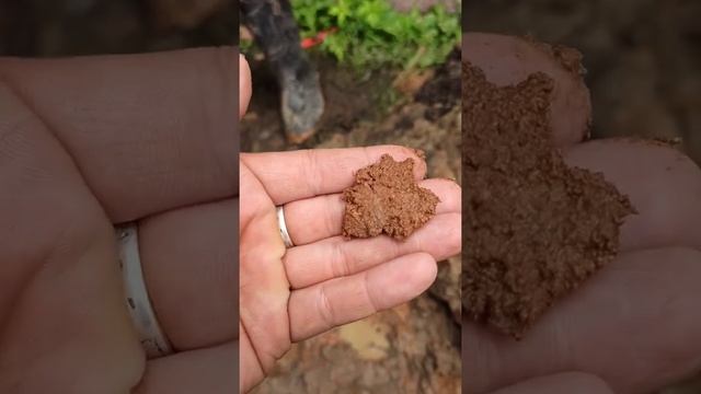 Абиссинка не получилась, хоть и ручеёк рядом деревня Аксенцево Владимирская область