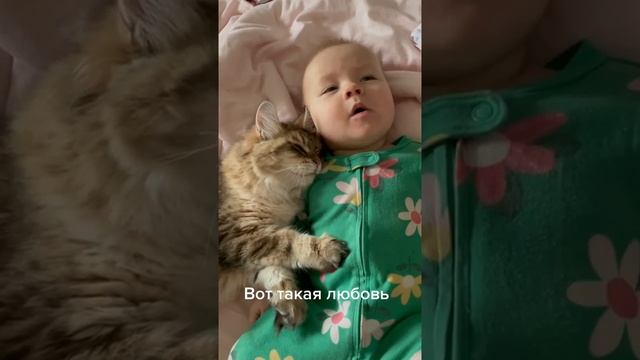 Мы в ВК https://vk.com/life_of_cats