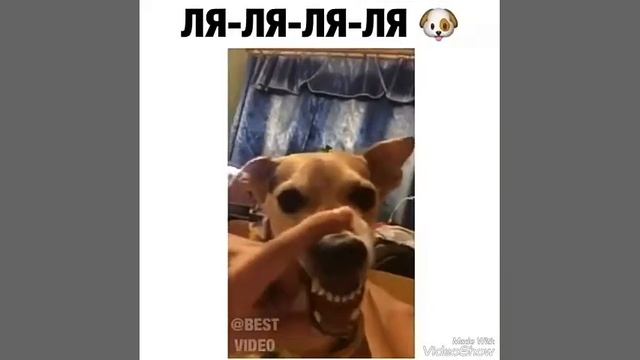 Ля-ля-ля Самая ржачная собака
