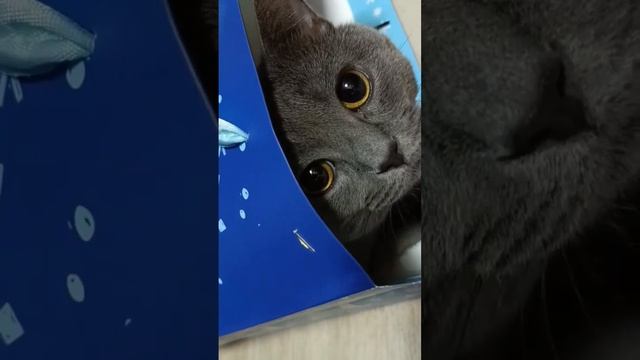 #recommended #shortvideo #happynewyear #cat #kitty #present