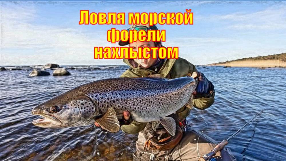 Встреча с крупной рыбой - Ловля морской форели нахлыстом