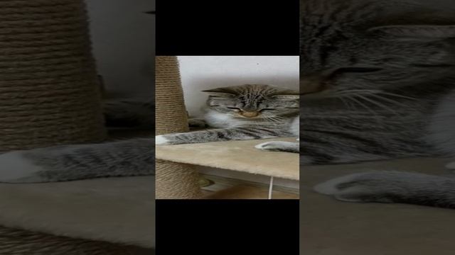 Подготовка ко сну.