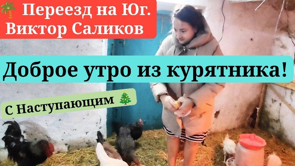 🌴 Наши курочки ждут нас с утра! Из Иркутска на Юг.