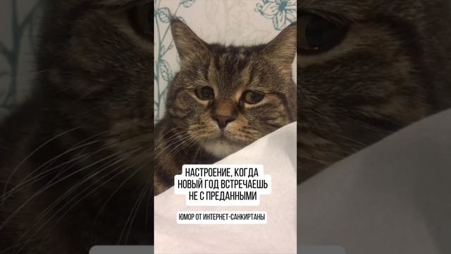 Желаем всем не быть котиком!
С наступающим , дорогие подписчики!