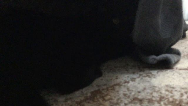 Кот (2) часть