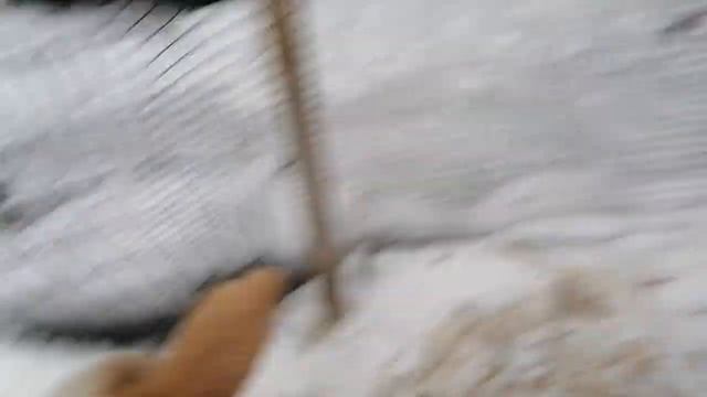 Взвешиваем катумских ягнят в месяц