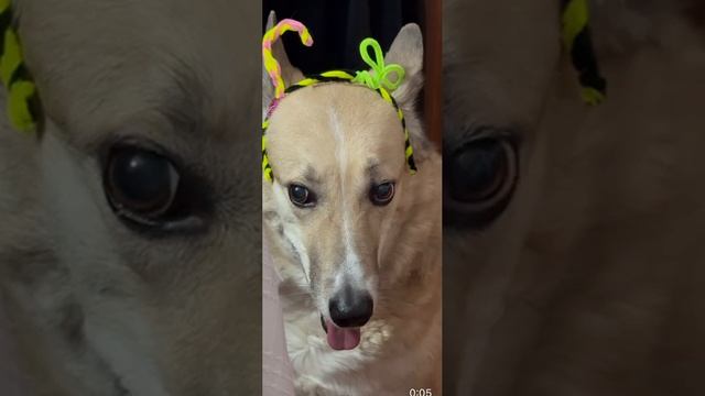 dumb dumb пёсель