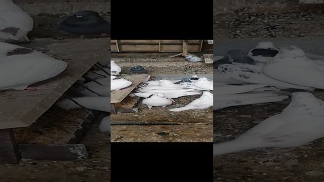 Бойные голуби шейки г Нурлат