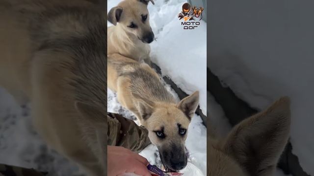 Тяжелая судьба маленьких щенят  #животные #щенок