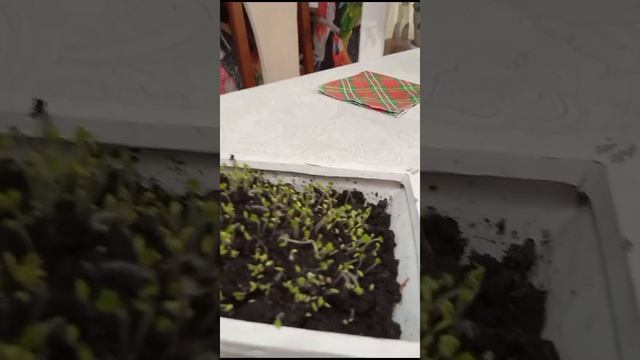 живые семена чио