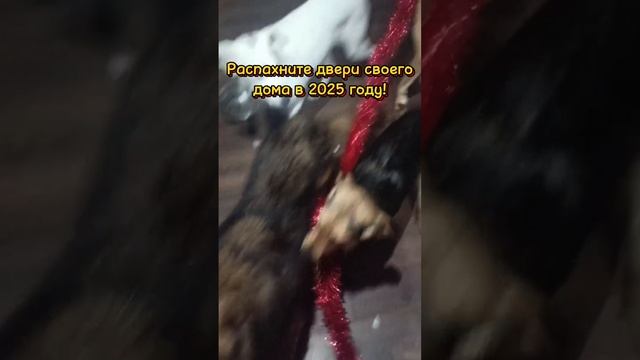 💖Подарите дом и любовь собачулям, они очень  ждут🙏