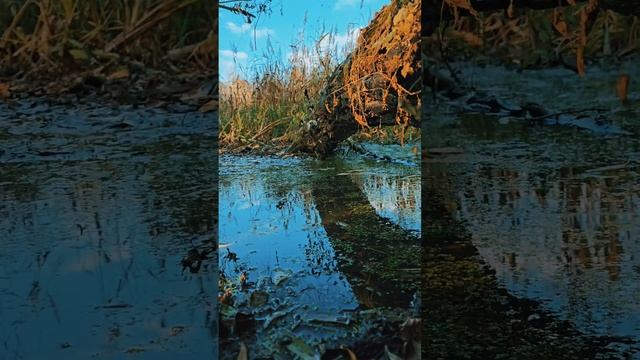 Живописный природный пруд