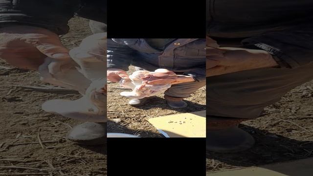 Как разделать индюка