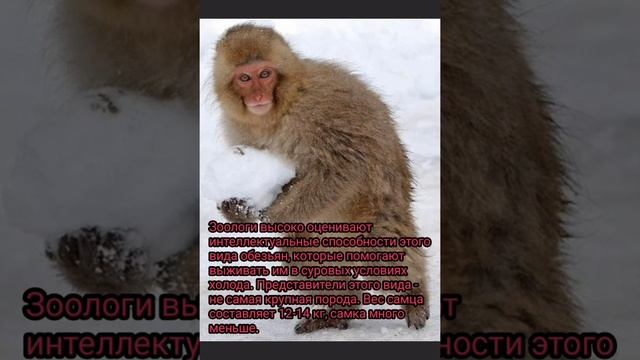 Японский макак или Снежная обезьяна