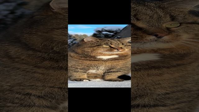 Милые котики. Лесной кот.