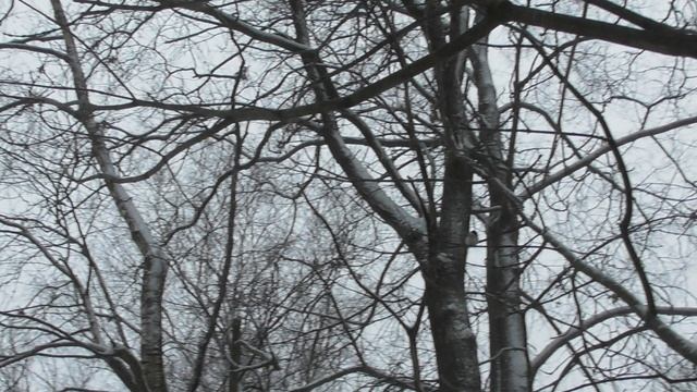 Гаички и другие птицы у кормушки, наблюдение птиц в Великом Новгороде, 1 января 2025