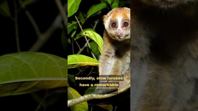 The Enigmatic Slow Loris: Secrets of a Deliberate Primate