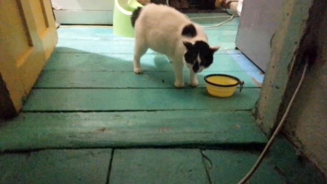 котики с озвучкой