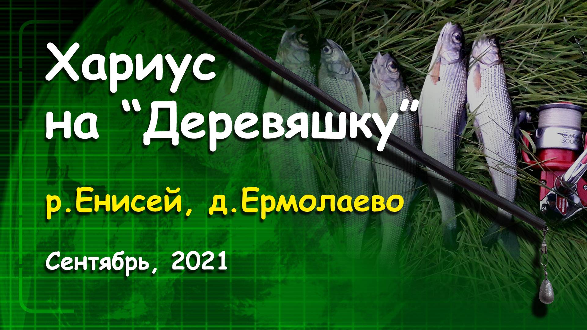 Хариус на "Деревяшку". Енисей, д.Ермолаево. Сентябрь, 2021