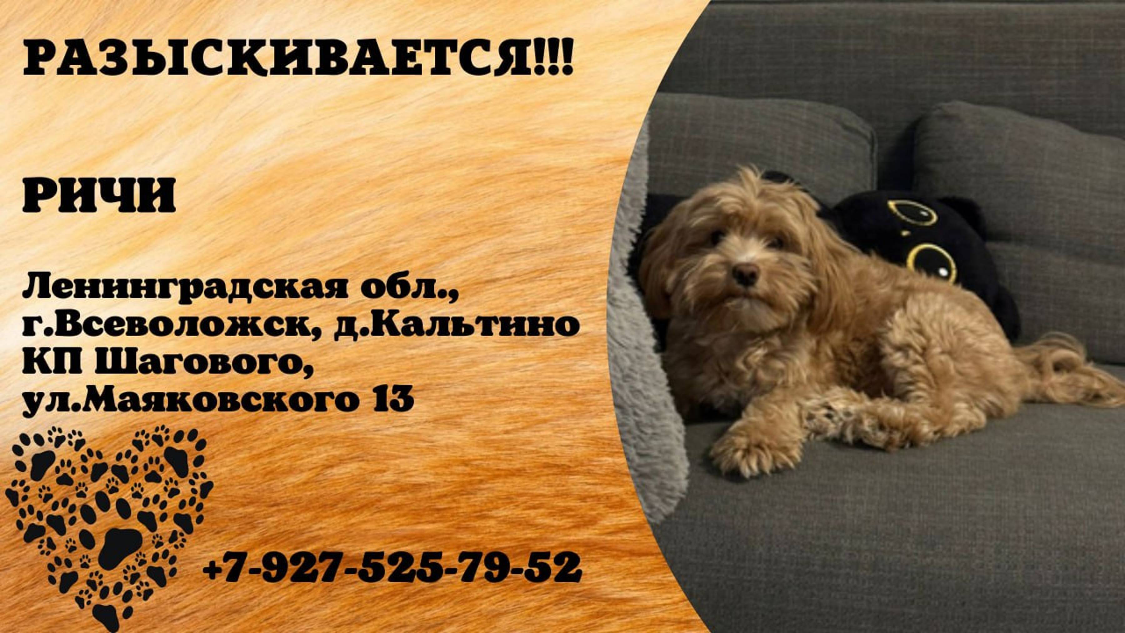 Пропала собака! РИЧИ. Ленинградская обл, г.  Всеволожск, д. Кальтино