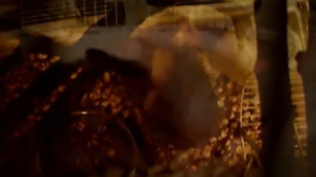 личная жизнь хомяков