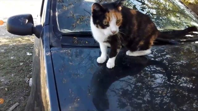 котики с озвучкой